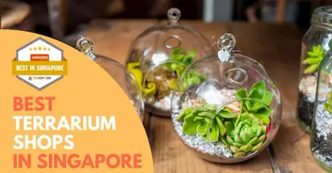 Best Terrarium Shop Singapore