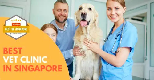 Best Vet Clinic Singapore