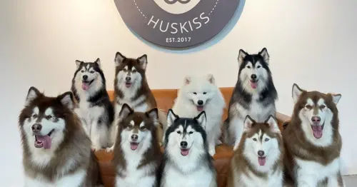 Huskiss - 8 Best Dog Cafes in KL & Selangor