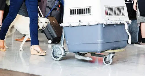  Mama Dog, Kuala Lumpur - 11 Best Pet Taxis in Malaysia