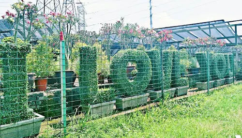 Potters Garden - Plant Nursery KL Selangor