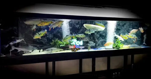 R08 That Fish Shop - Best Aquatic Pet Shops in KL & Selangor