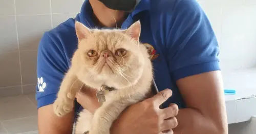 RF Pets Relocation Service - 11 Best Pet Taxis in Malaysia