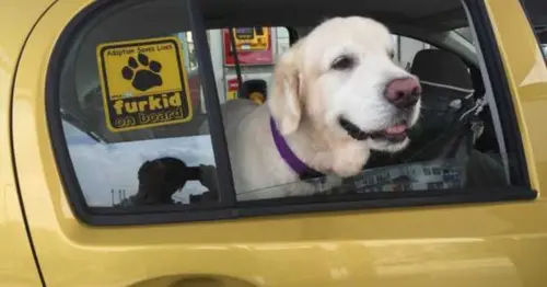The Dog's Out! Pet Uber with PetBacker - 11 Best Pet Taxis in Malaysia