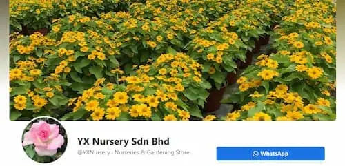 YX Nursery - Plant Nursery Johor Bahru