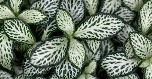 Benefits of Growing Fittonia Plants Indoors