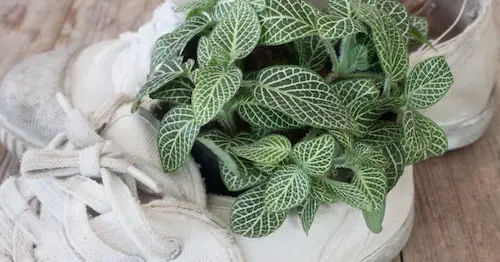 Effective solutions for common Fittonia problems