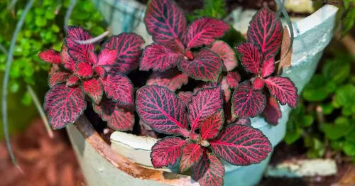 Essential Care Guidelines for Fittonia in Singapore