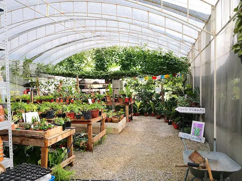 House of Plants - Plant Nursery Singapore (Credit: House of Plants)