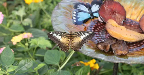 Insectarium