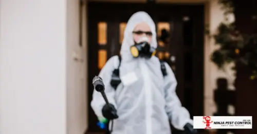 Ninja Pest Control - Bed Bug Exterminator Singapore