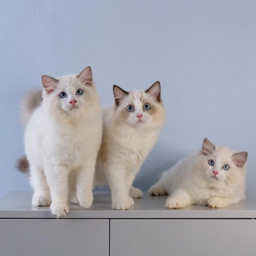 Playground Ragdoll