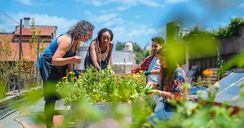 Rooftop or Community Gardens