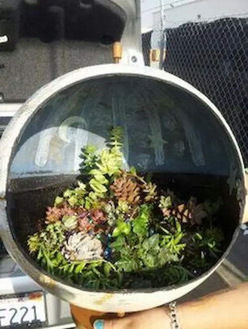 Savanna Terrarium (Credit: Pinterest)