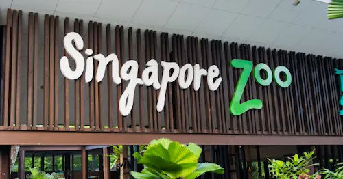 Visit the Singapore Zoo