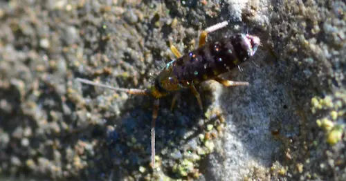 Springtails