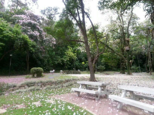 Telok Blangah Hill Park - Picnic Singapore