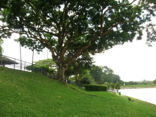 Upper Seletar Reservoir Park - Picnic Singapore