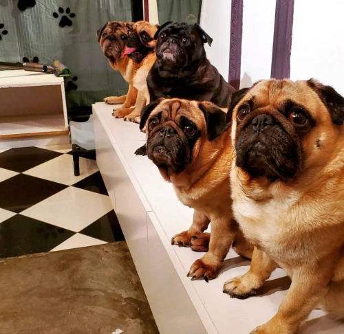 What The Pug - Pet Cafe Singapore