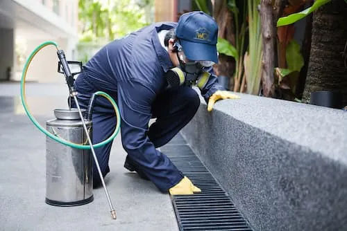 Wipeout Pest Control Services Pte Ltd - Pest Control Singapore (Credit: Wipeout Pest Control Services Pte Ltd)