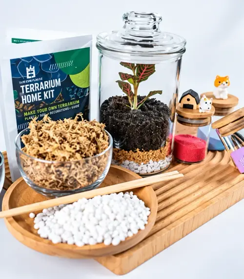 A terrarium home kit: jar, plant, soil, moss and pebbles