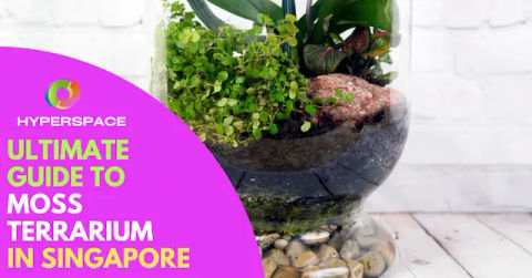 Best Moss Terrarium Singapore