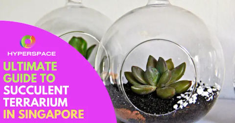 Best Succulent Terrarium Singapore