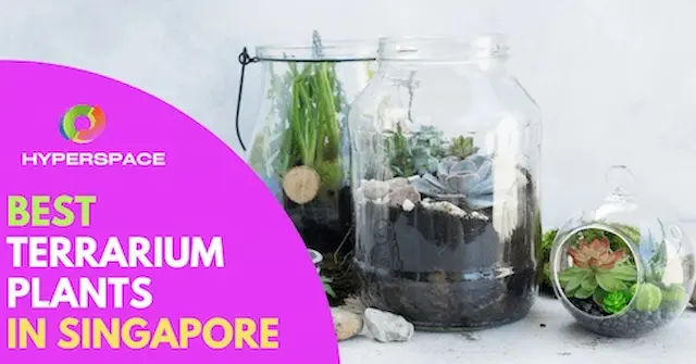 Best Terrarium Plants Singapore