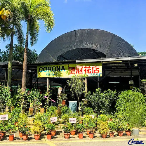 Corona Florist & Nursery - Plant Nursery Singapore (Credit: Corona Florist & Nursery)