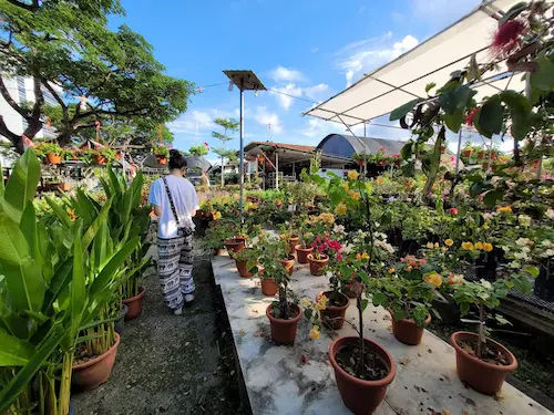 Lai Seng Nursery and Florist - Plant Nursery Singapore (Credit: Lai Seng Nursery and Florist)