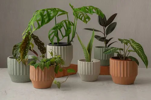 The Botanist and Her Thieves - Plant Nursery Singapore (Credit: The Botanist and Her Thieves)