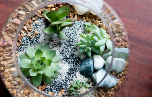 Terrarium Workshop