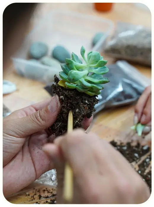 Terrarium Workshop Singapore