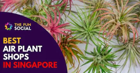 Best Air Plant Singapore