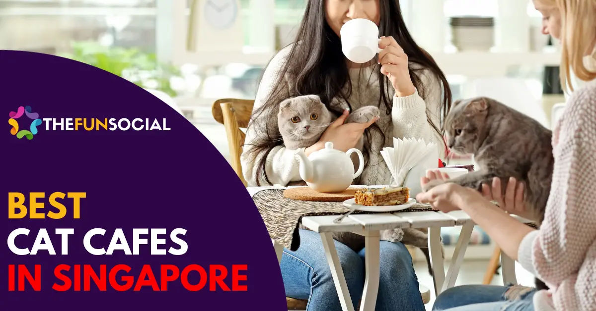 Best Cat Cafe Singapore