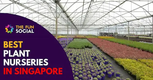 Best Plant Nursery Singapore