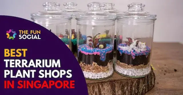 Best Terrarium Plants Singapore