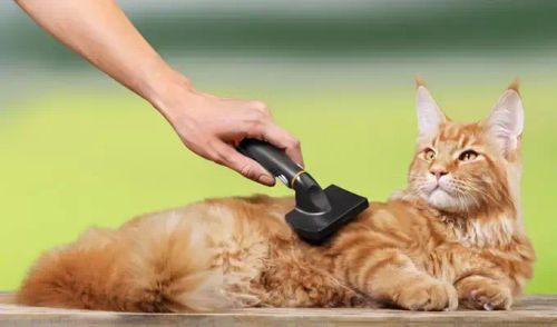 Awesome Pawsome - Best Cat Grooming Singapore