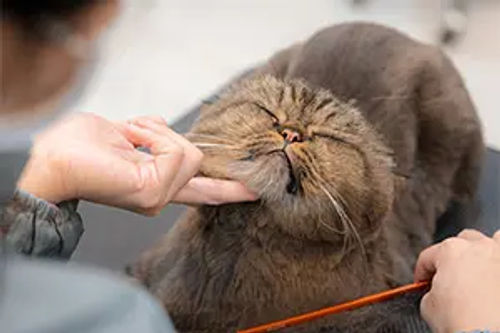 Nekomori Cat Grooming Salon - Best Cat Grooming Singapore