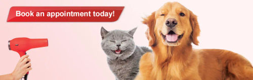 Pet Lovers Centre - Best Cat Grooming Singapore