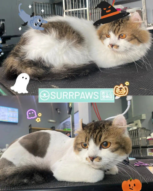 Surrpaws Pet Grooming - Best Cat Grooming Singapore