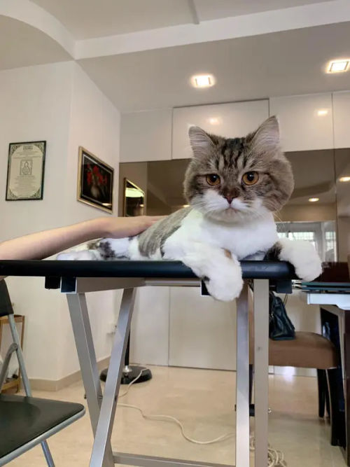 The Precious Pets - Best Cat Grooming Singapore