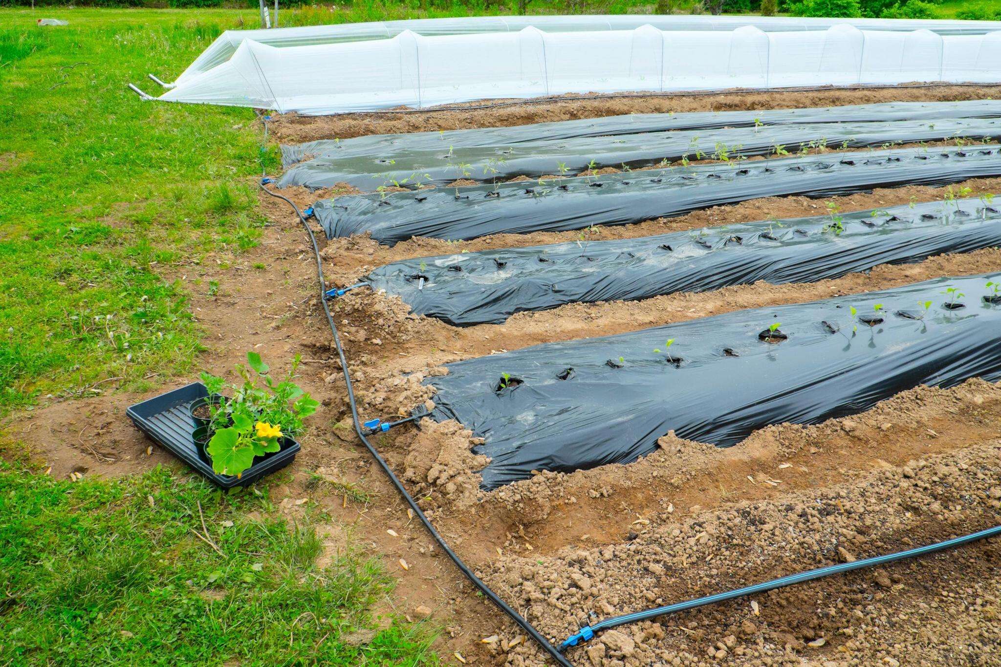 DIY Sheet Planters Using Polythene Sheets