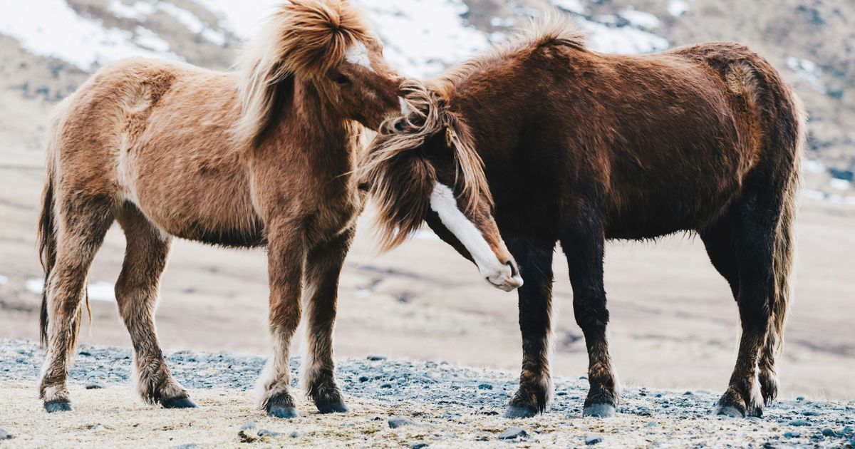 Turismo Ecuestre: Explorando Naturaleza a Caballo