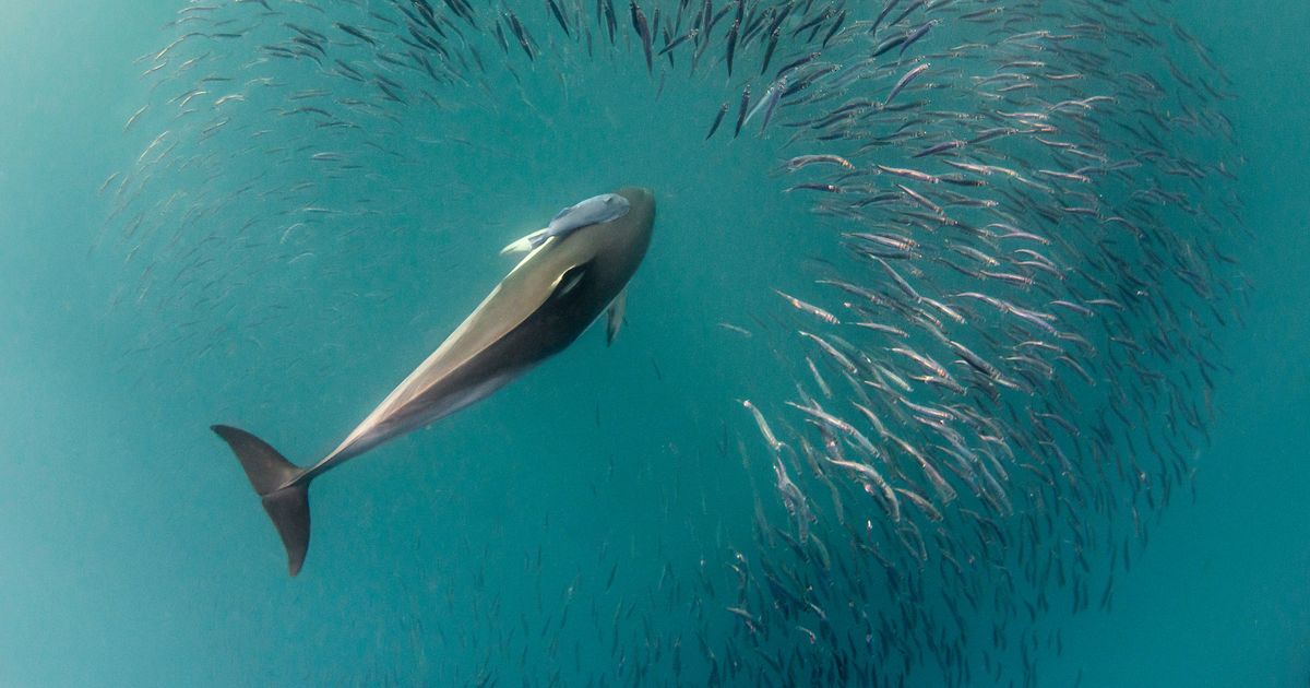 Surf y Biodiversidad Marina