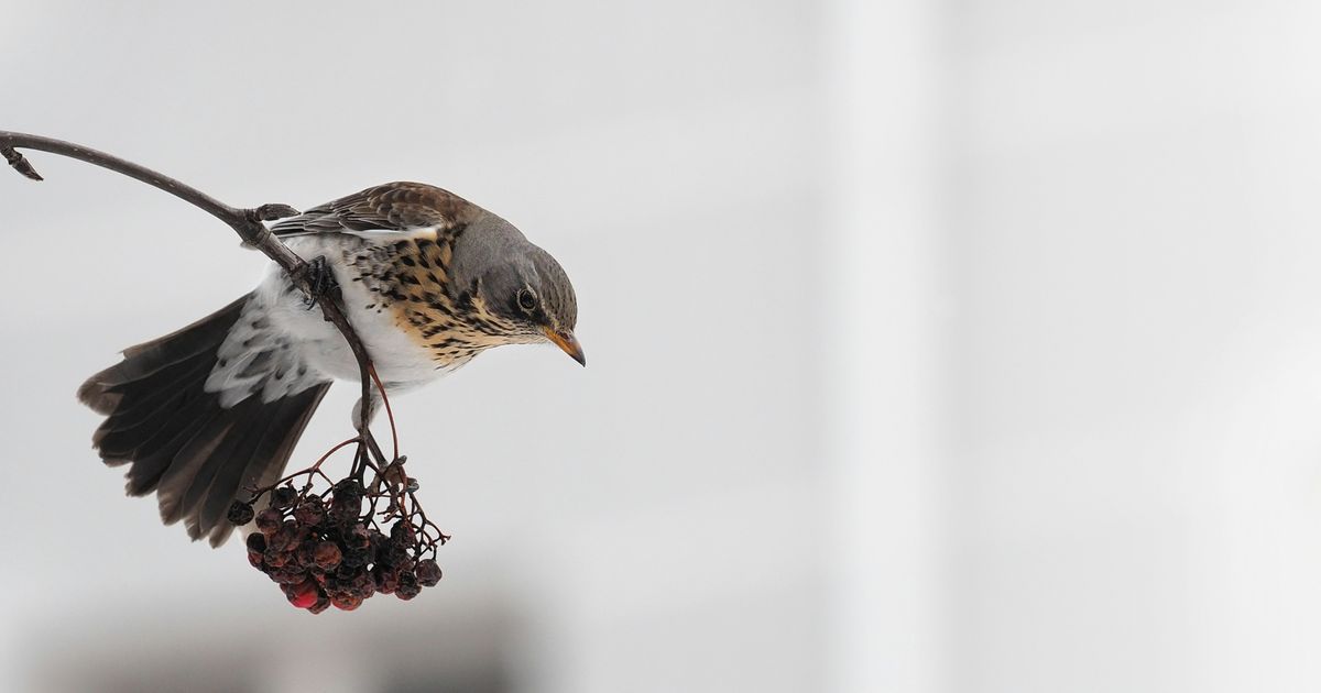 Fotografía de Aves sin Disturbar su Hábitat