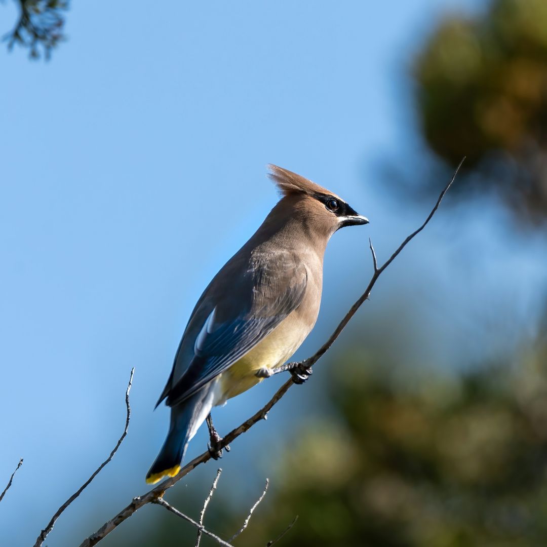 Fotografía de Aves sin Disturbar su Hábitat