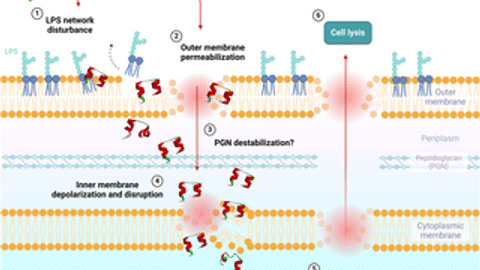 Structural and functional analysis of Escherichia coli membrane disruption by Ib-M peptides