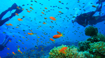 เกาะเต่า  เกาะเต่า (Koh Tao)