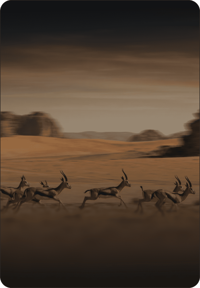 Herd of gazelles sprinting across a sunlit desert with rocky outcrops in the background.